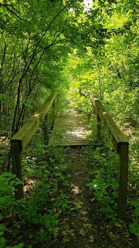 Burlington School Forest - Image 2