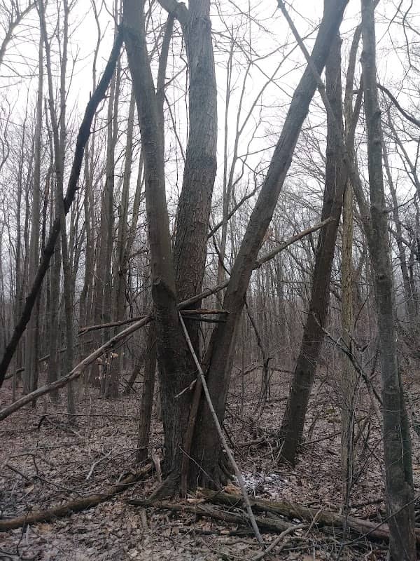 Ambler Flatwoods Nature Preserve - Image 1