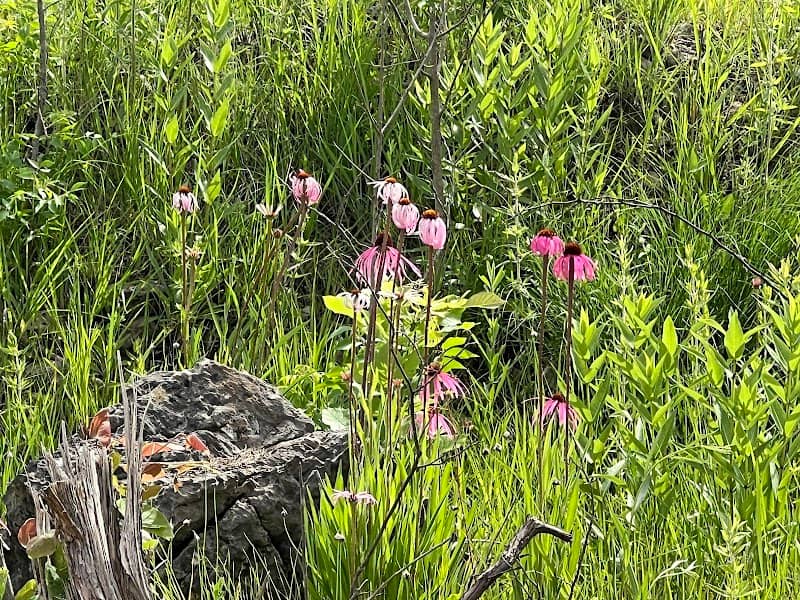 Owl Creek Park - Image 2