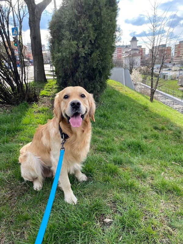 IRA Dog Park - Image 2