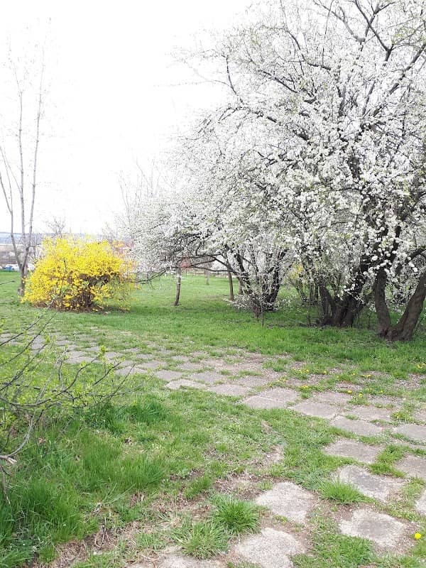 IRA Dog Park - Image 1