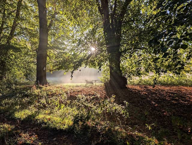Mousehold Heath - Image 2