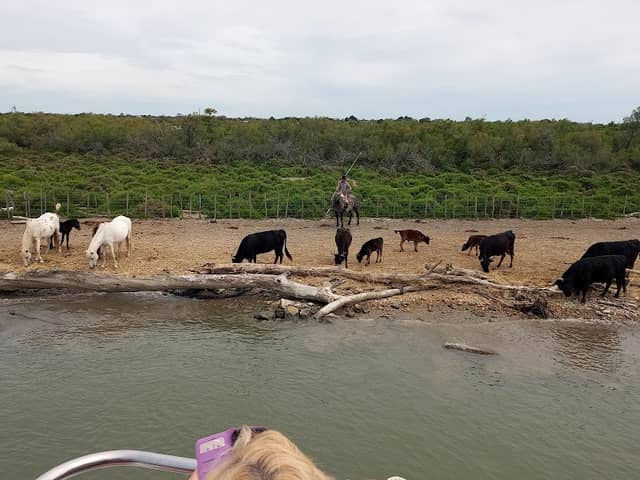 GIE DES BATEAUX DE CAMARGUE - Image 2