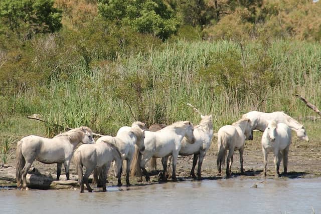 GIE DES BATEAUX DE CAMARGUE - Image 3