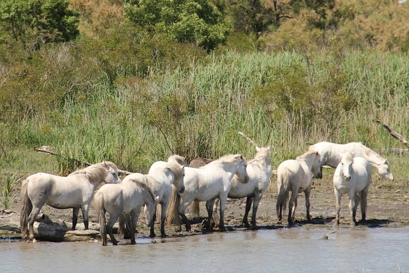 GIE DES BATEAUX DE CAMARGUE - Image 2