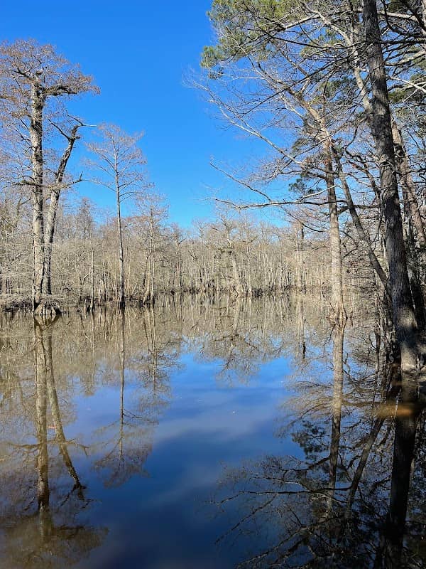 Cypress Bridge Swamp - Image 2