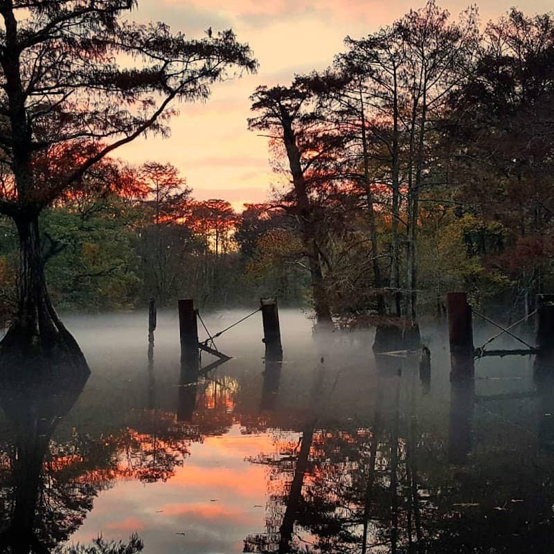 Cypress Bridge Swamp - Image 1