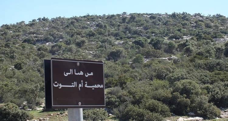 Um Al-Tut Nature Reserve - Image 1