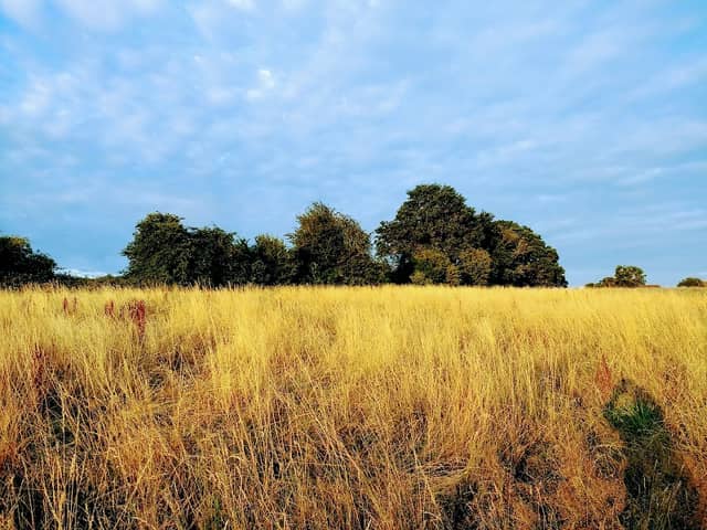 Rydes Hill Common Trails - Image 1