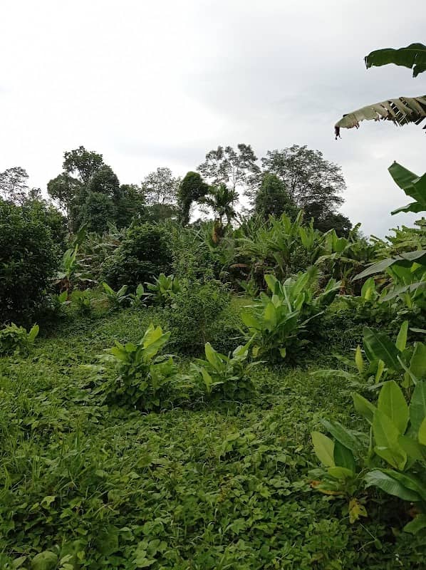 Kebun Fishah Jep - Image 1