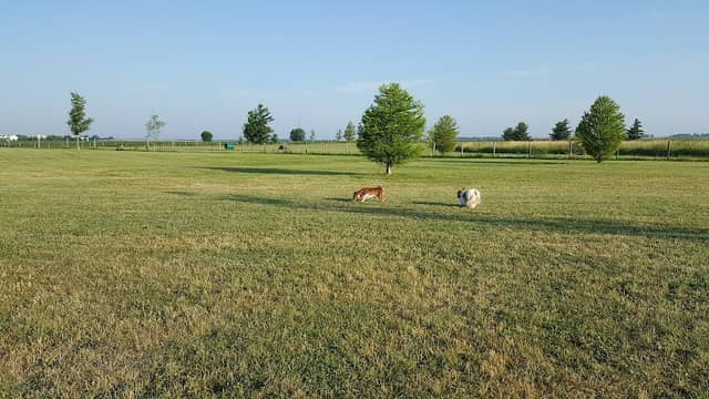 Stuart Sports Complex Dog Park - Image 1
