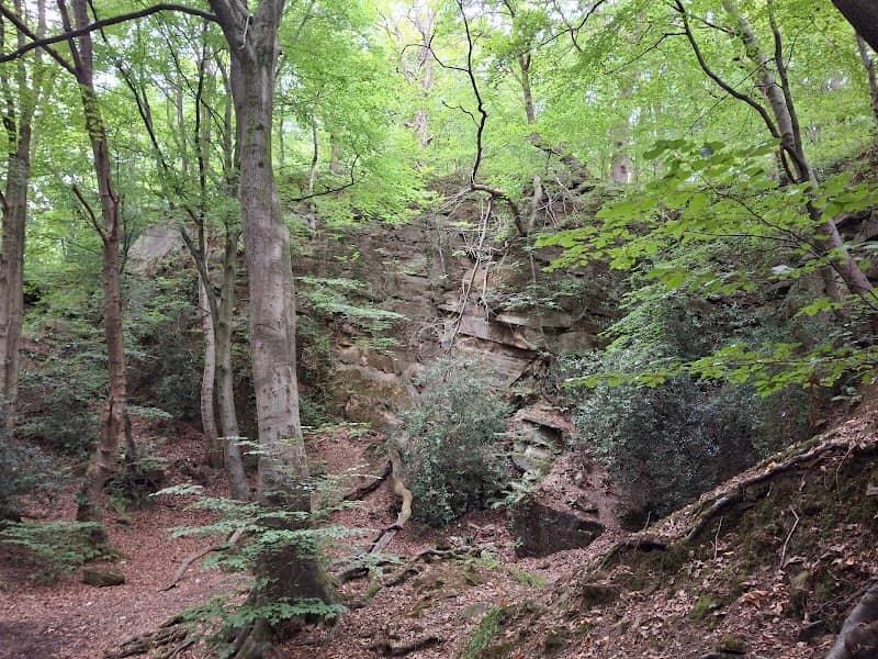 Coedwigoedd Creigiog / Rocky Woods - Image 1