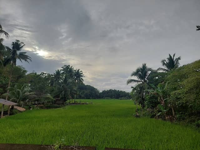 Camanayon Rice Field View - Image 1
