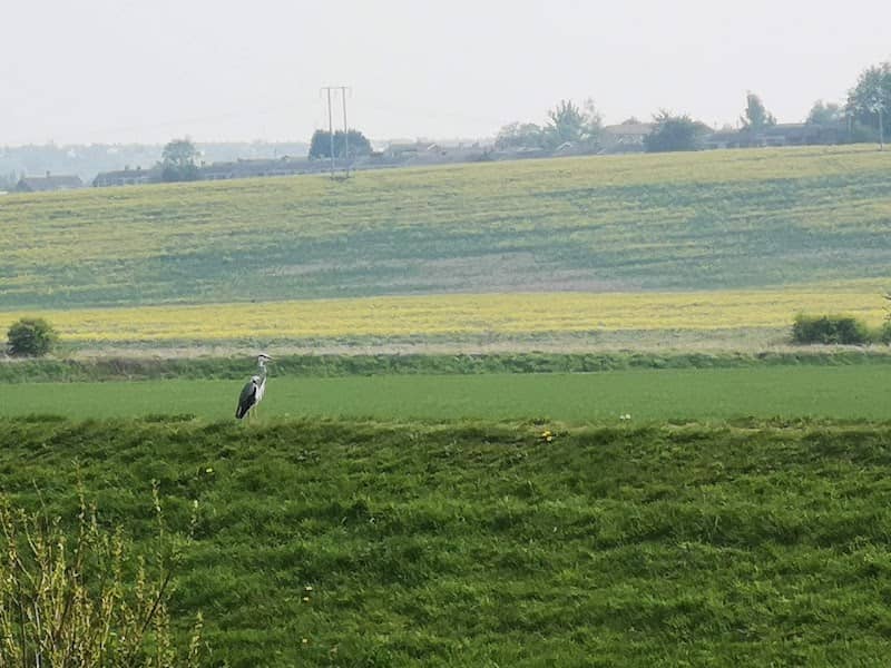 RSPB Adwick Washland - Dearne Valley - Nature Reserve - Image 1