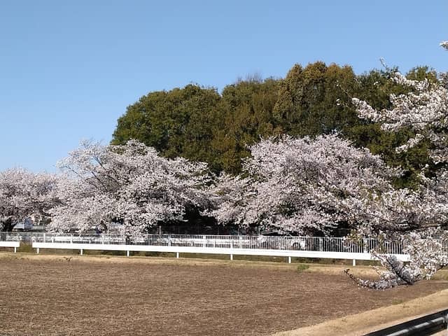 にっさいの桜並木 (埼玉県坂戸市) - Image 1