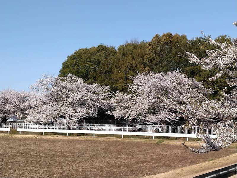 にっさいの桜並木 (埼玉県坂戸市) - Image 1