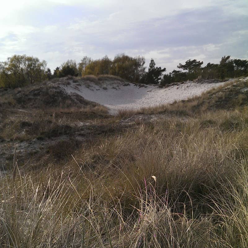Skanörs Ljung Nature Reserve - Image 1