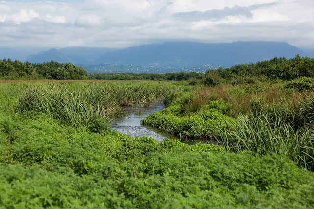 Kobuleti Managed Reserve - Image 1