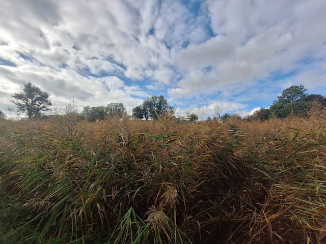 Tuckmill Meadows - Image 1