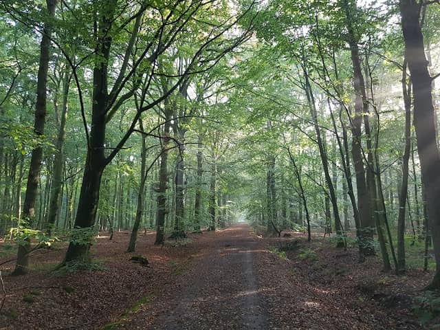 Ihlower Forst - Image 1