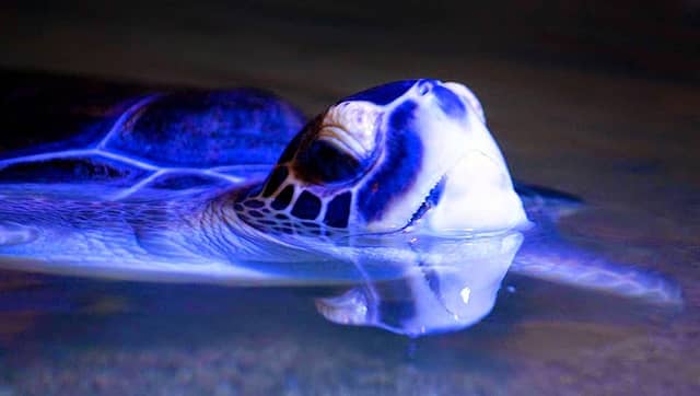 Aquaworld Aquarium & Reptile Rescue Centre - Image 1