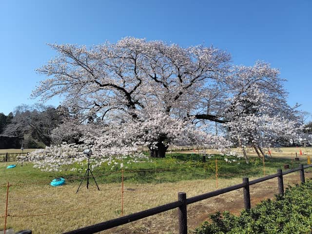 遠山桜 - Image 1
