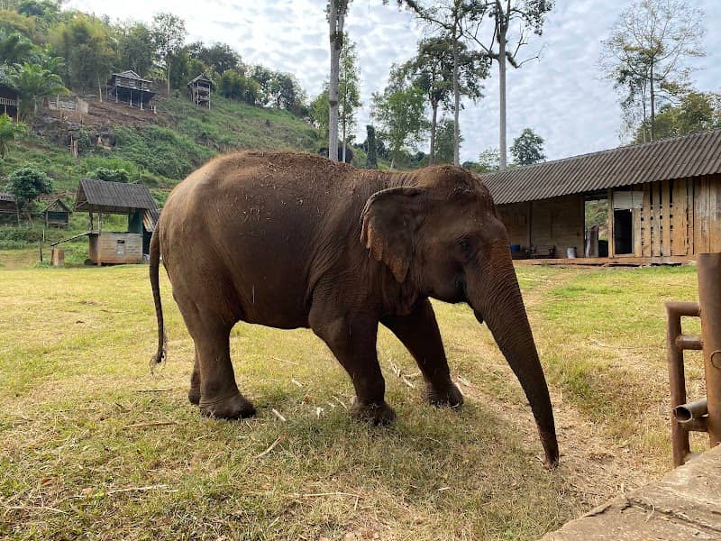 Ran-Tong Best elephant sanctuary - Image 1