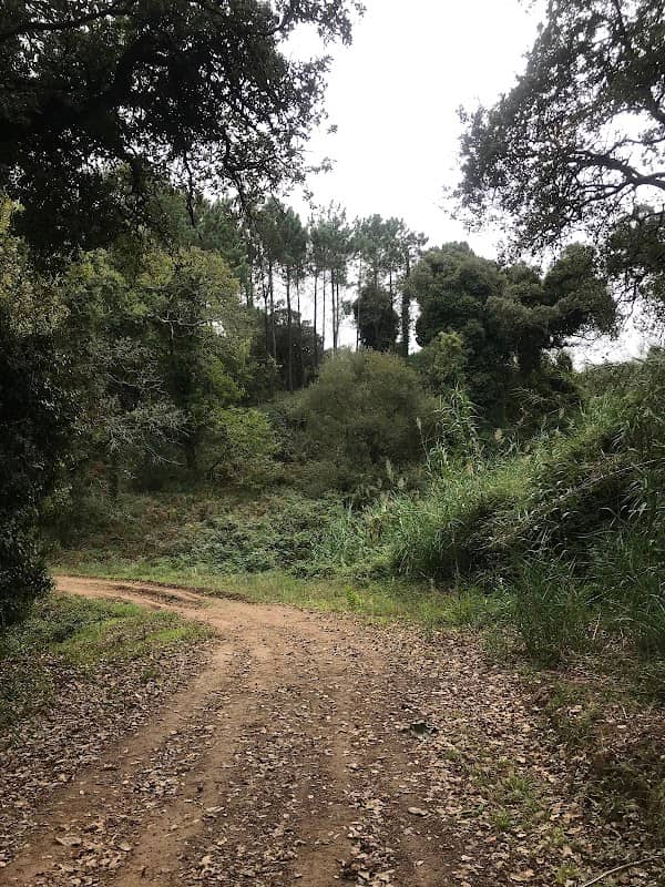 Matas do Gaio - Image 1