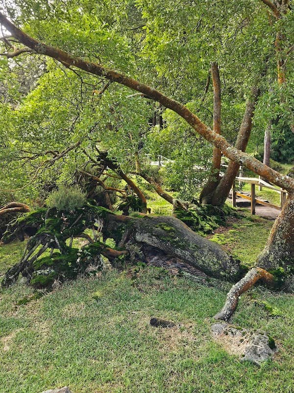 Plant growing on a tree III - Image 1
