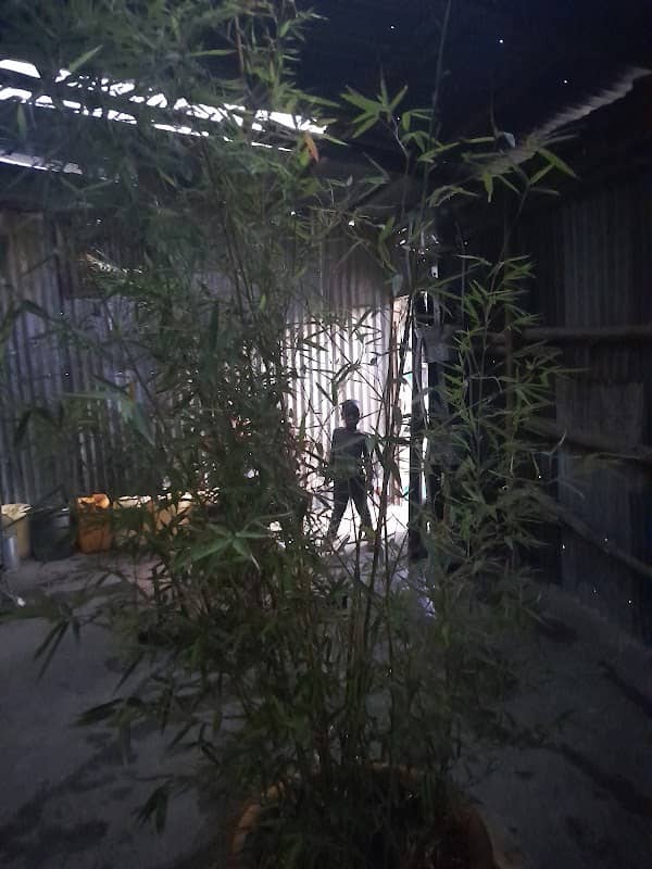 Sayarini Jungle Room - Image 1