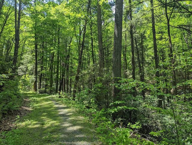 Red Fox Trail - Image 1