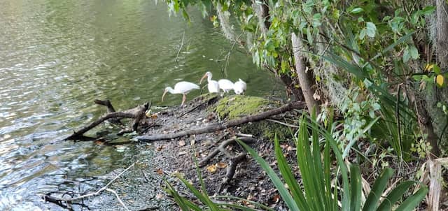 Lake Alice South - Image 2