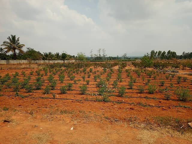 Aradhana farmhouse - Image 1