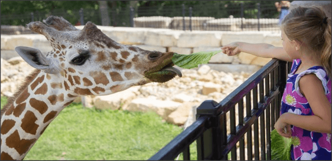 Niabi Zoo - Image 1