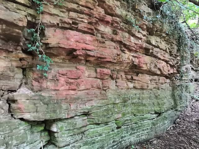 Stonepit Plantation Nature Reserve - Image 1