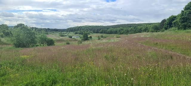Shirebrook Wood - Image 1