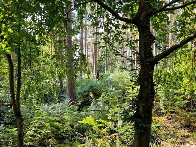 Broxbourne Woods - Image 1