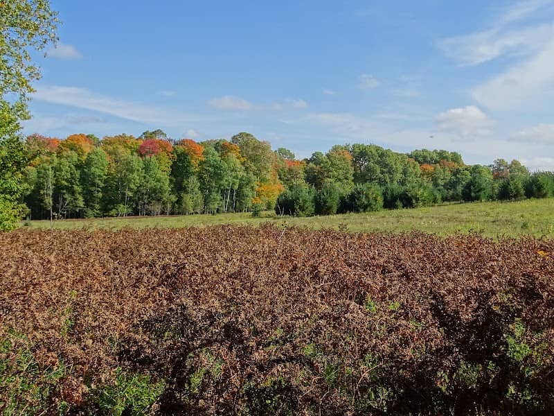 Seney National Wildlife Refuge - Robinson Rd Access Point - Image 1