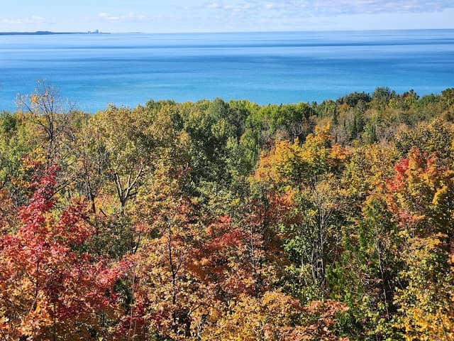 Scenic Outlook - Tunnel of Trees - Image 1
