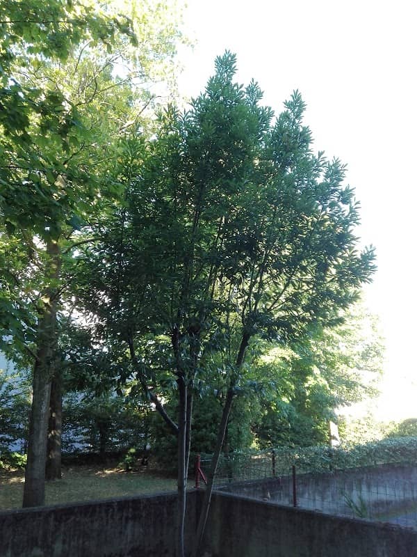 parchetto - Image 2