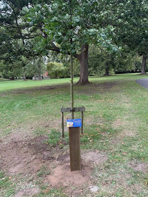George’s Oak Tree - Image 1