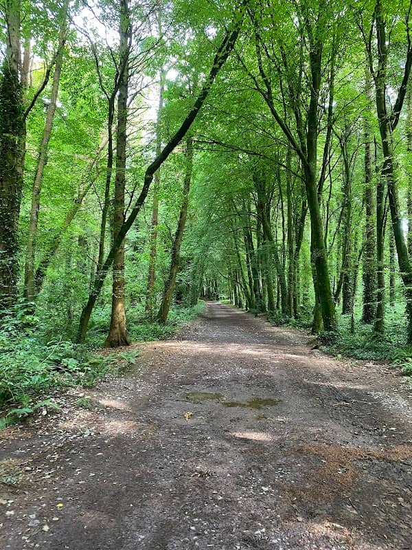 Rostellan Woods Forest Recreational Area - Image 1