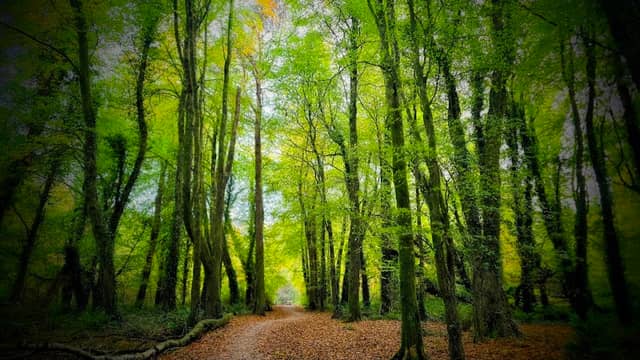 Rostellan Woods Forest Recreational Area - Image 2