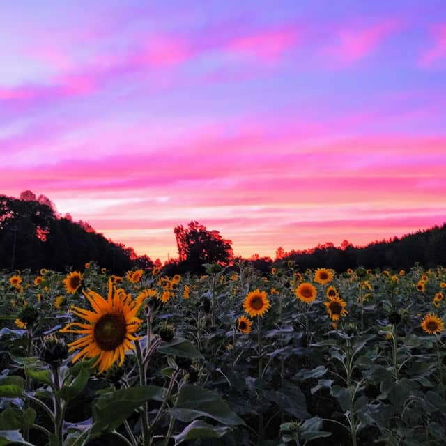 Little Cane Creek Farm & Corn Maze - Image 1