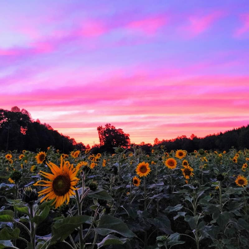Little Cane Creek Farm & Corn Maze - Image 1