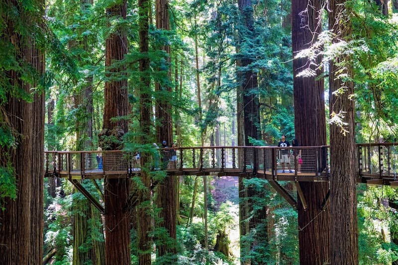Redwood Sky Walk at Sequoia Park Zoo - Image 1