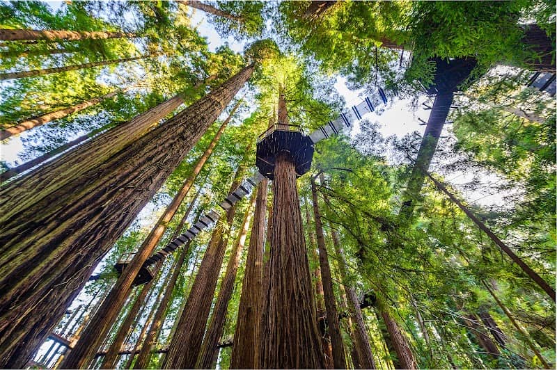 Redwood Sky Walk at Sequoia Park Zoo - Image 2