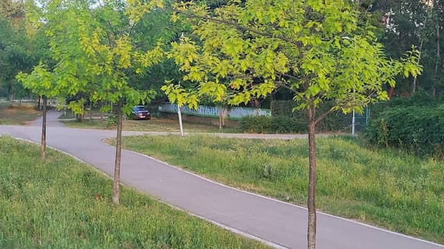 Kanadski javor u Nišu - Image 2