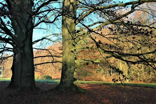 Rode beuken - Image 2