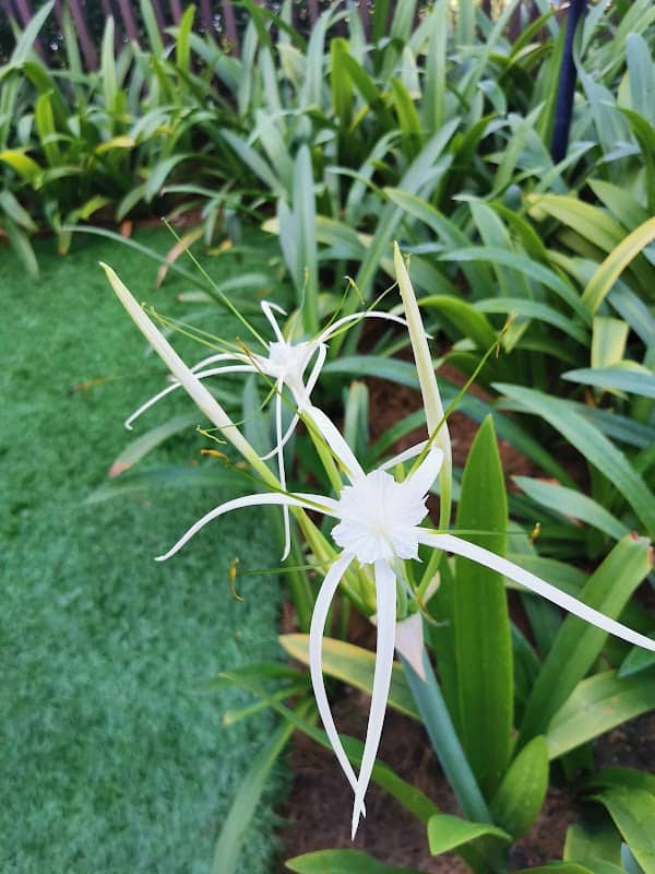 Terraza Garden - Image 2